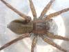 Dolomedes plantarius